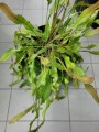 Lepismium houlletianum