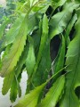 Lepismium houlletianum