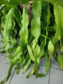 Lepismium houlletianum