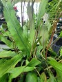 Lepismium houlletianum