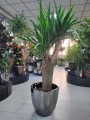 Yucca Elephantipes