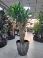 Yucca Elephantipes