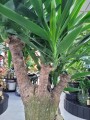Yucca Elephantipes