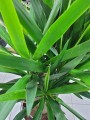 Yucca Elephantipes