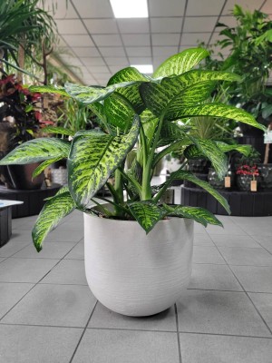 Dieffenbachia seguine Tropic Jewel, difenbachia