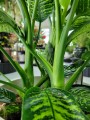 Dieffenbachia seguine Tropic Jewel