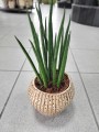 Sansevieria Bacularis Mikado