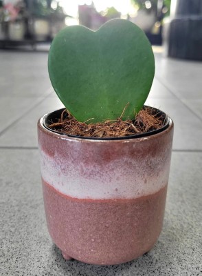 Hoya Kerrii, hoja XS
