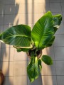 Strelitzia nicolai