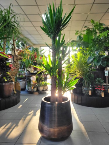 Yucca Elephantipes