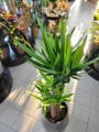Yucca Elephantipes
