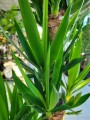 Yucca Elephantipes