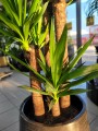 Yucca Elephantipes