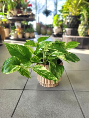 Epipremnum Marble Queen M