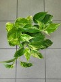Epipremnum Marble Queen