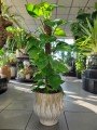 Epipremnum aureum