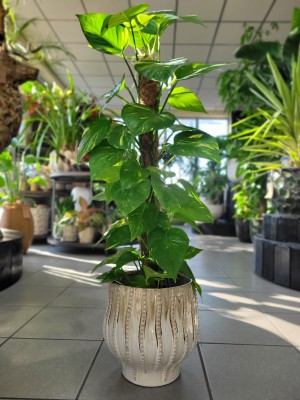 Epipremnum aureum palik