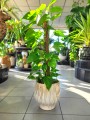 Epipremnum aureum