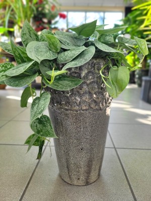 Scindapsus pictus Silvery Ann