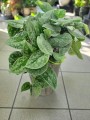 Scindapsus pictus Silvery Ann