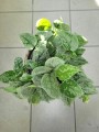 Scindapsus pictus Silvery Ann