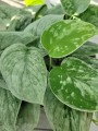 Scindapsus pictus Silvery Ann