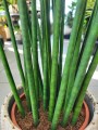 Sansevieria Bacularis Mikado
