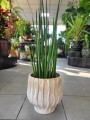 Sansevieria Bacularis Mikado