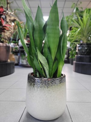 Sansevieria Moonshine XL