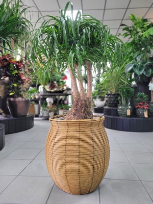 Beaucarnea recurvata, nolina