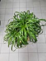 Beaucarnea recurvata - Nolina