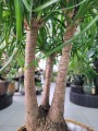 Beaucarnea recurvata - Nolina