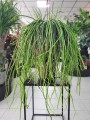 Selenicereus werckleii