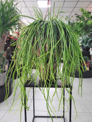Selenicereus werckleii