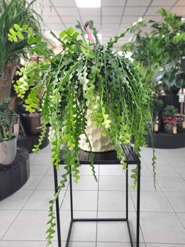Epiphyllum anguliger