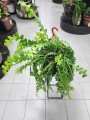 Epiphyllum anguliger